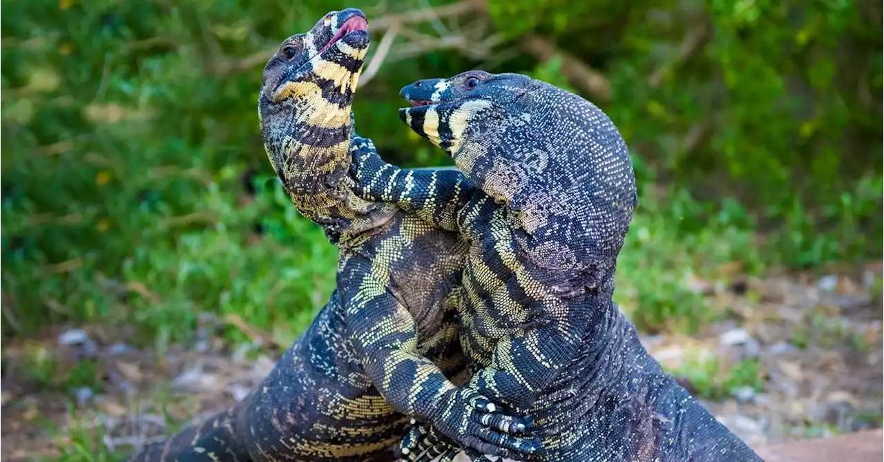 Do Videos Show 2 Monitor Lizards Hugging?