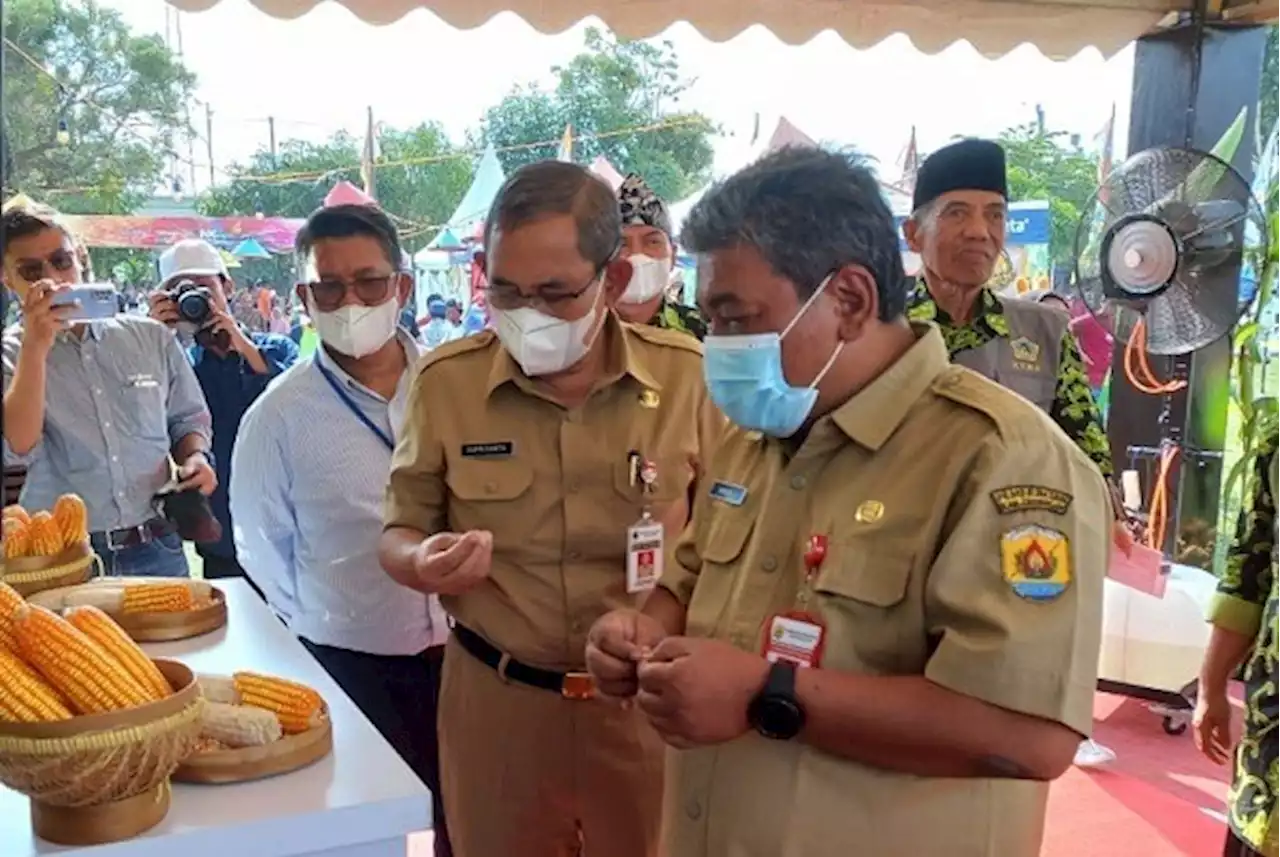 NK Festival Syngenta, Ajak Petani Jateng Melek Teknologi dan Lebih Sejahtera