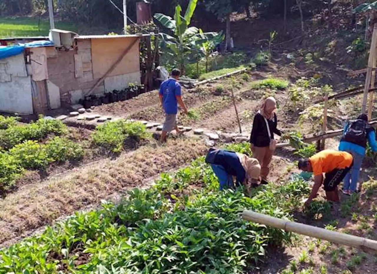 Pegawai Dinsos Sragen Borong Sayuran di Kebun Keluarga Tinggal di Tengah Sawah