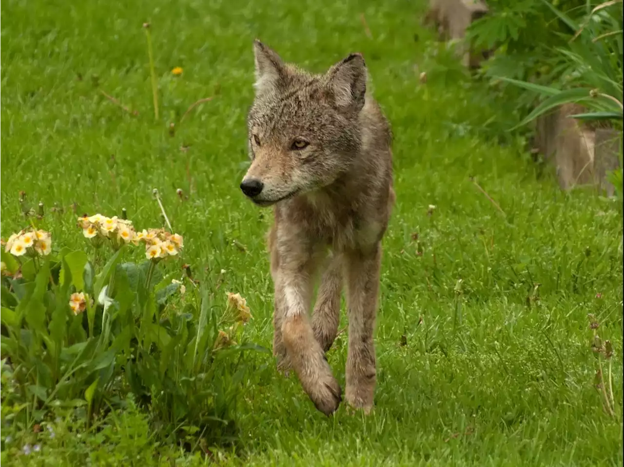 Coyote that attacked Burlington toddler, two others killed