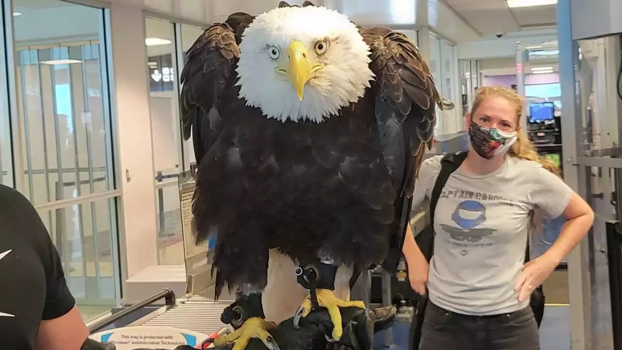 Meet Clark, the 19-year-old bald eagle spotted traveling through airport security