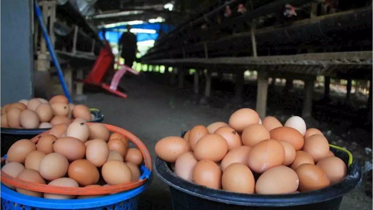 Cara Badan Pangan Nasional Stabilisasi Harga Telur Ayam