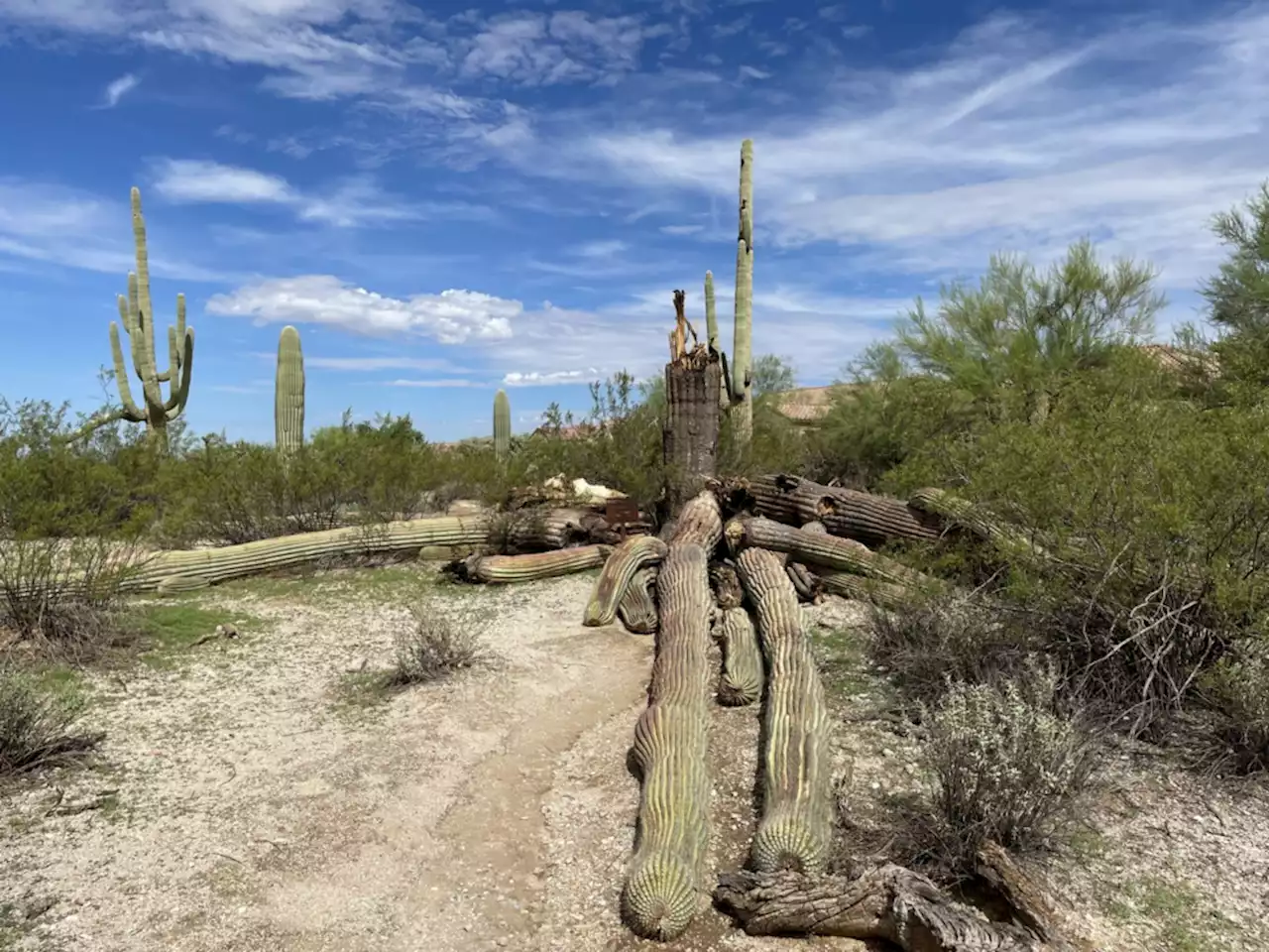 'Strong Arm' Saguaro cactus dies in Arizona desert