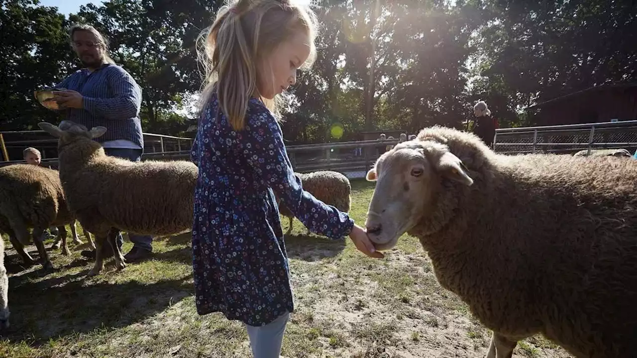 sommerfest auf der kinder- und jugendfarm