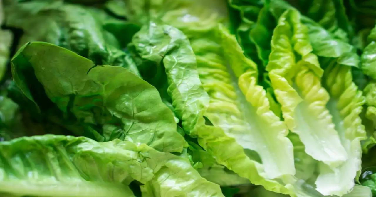 CDC provides update to E. Coli outbreak in Indiana linked to Wendy's lettuce