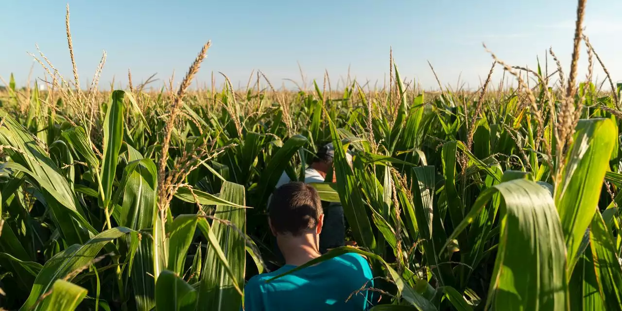 Midwest Drought Adds to Pain in Grain Markets