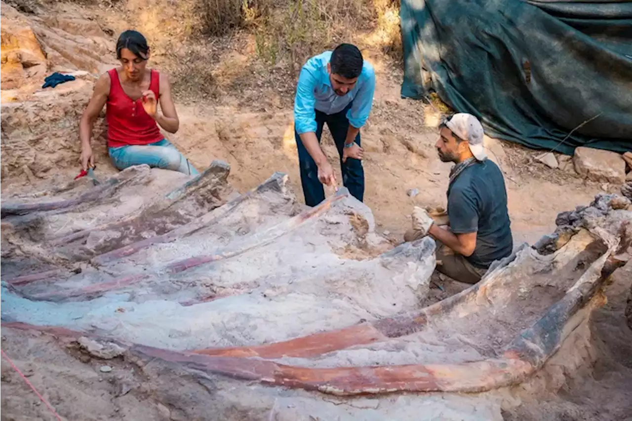 Skeleton of 82-foot-long dinosaur found in man's backyard in Portugal