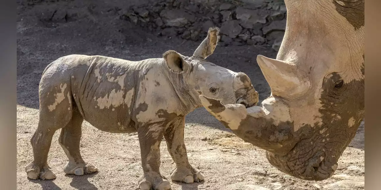 PHOTOS: San Diego Zoo Safari Park welcomes ‘significant’ birth of baby white rhino