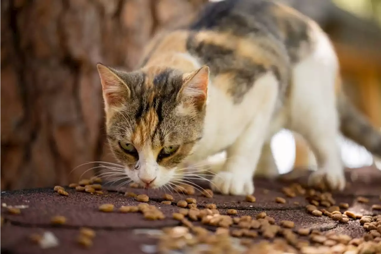 Selain tulang, makanan ini pantang diberikan kepada kucing dan anjing