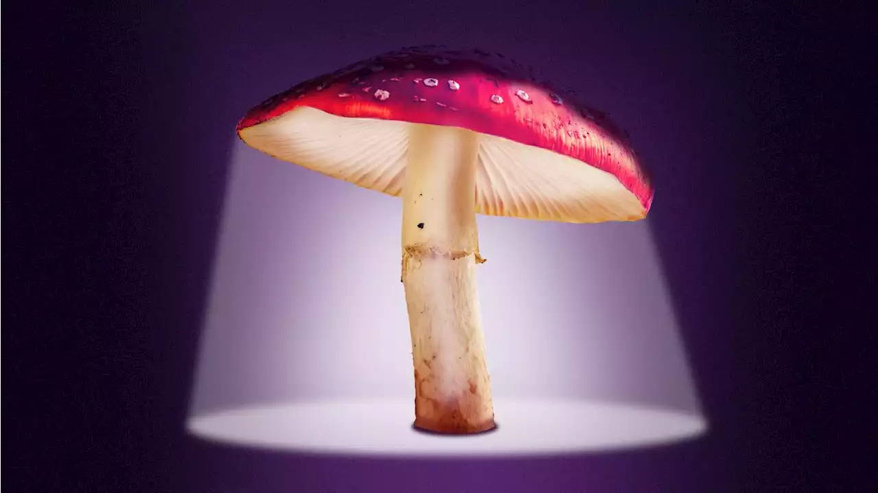 Over 5.5 million U.S. adults use hallucinogens, study finds