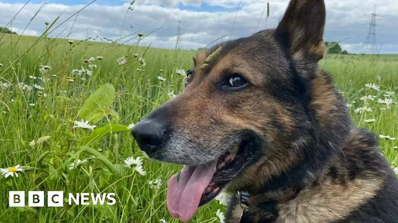 Police dog Finn and owner's bond 'unbreakable'