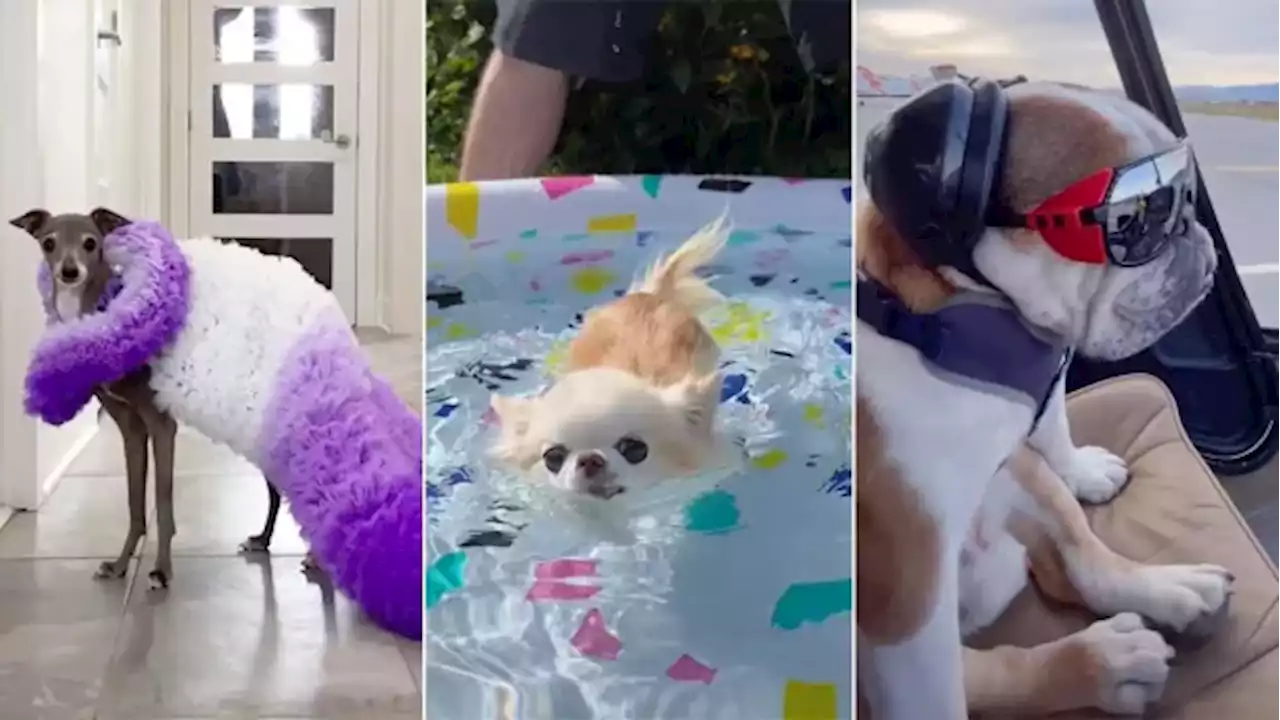 16 delightful Canadian dogs to follow on TikTok | CBC Life