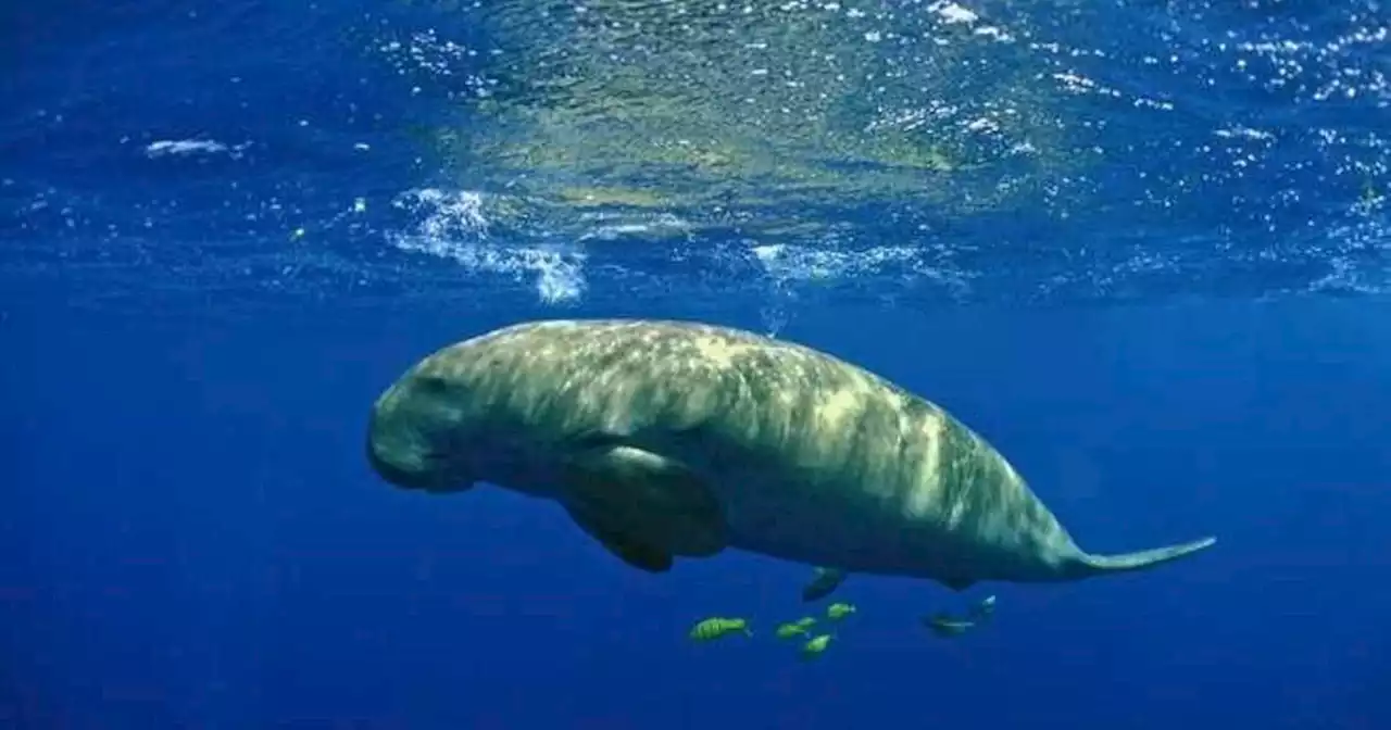 The dugong, a gentle giant also known as a 'sea cow,' has disappeared from China, researchers say