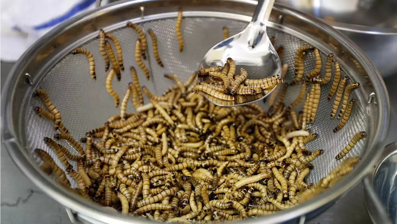 Mealworm seasoning: Scientists explore creepy-crawly flavouring to satisfy meat cravings