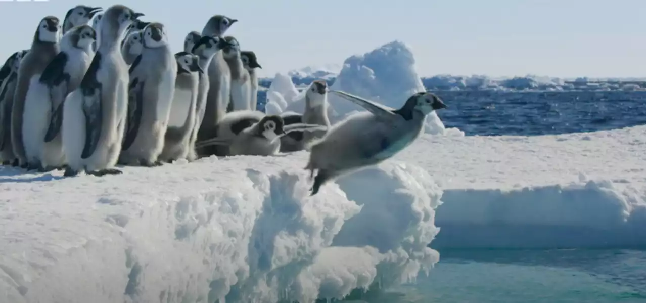 David Attenborough’s ‘Frozen Planet II’ Debuts Worldwide Trailer, With Song By Camila Cabello And Hans Zimmer