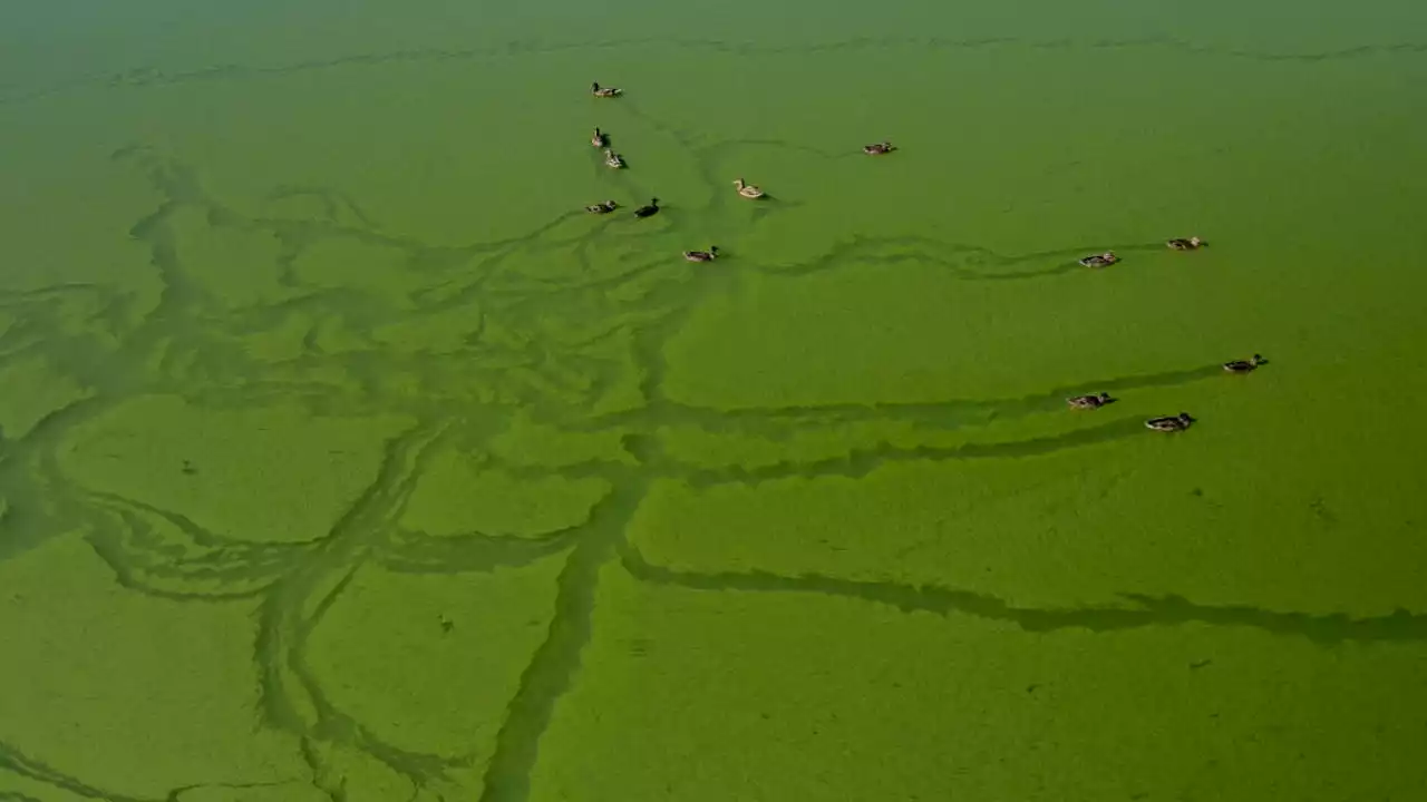 Now is prime time for toxic algae blooms that can sicken people, kill pets