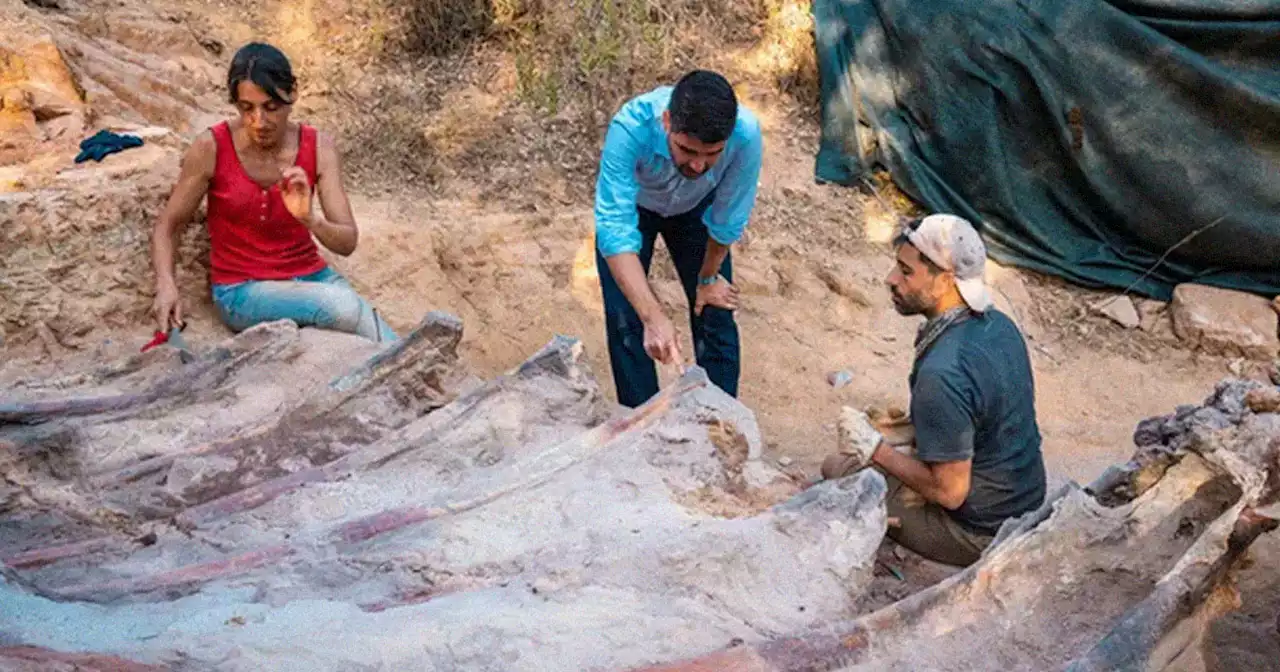 Man Discovers 82-Foot Dinosaur Skeleton in Backyard