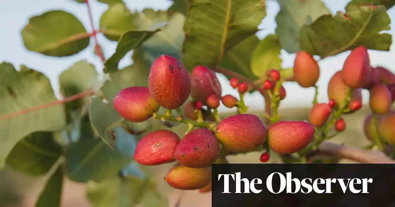 ‘Green gold’: Spanish farmers ditch olives for pistachios in bid to survive