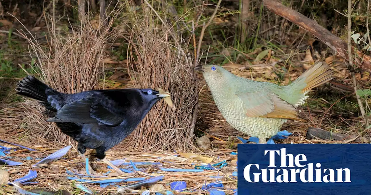 Mystery surrounds cluster of satin bowerbird deaths in the Gold Coast hinterland