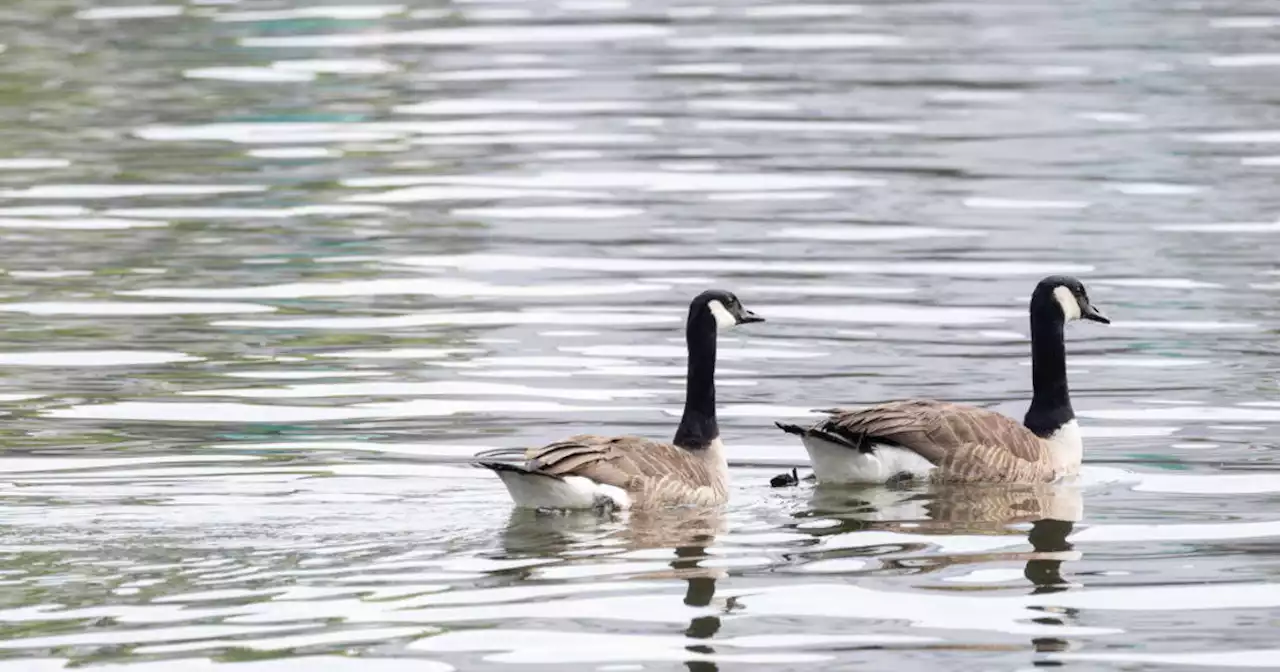 Protests in Foster City against plans to control local goose population