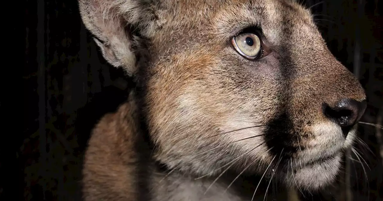 Mountain lion P-90, 'trailblazer' who crossed the 101 three times, is killed by vehicle near Ojai