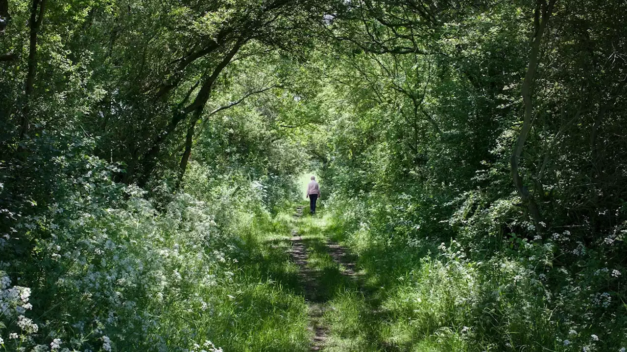 Rewilding the UK one abandoned lot at a time