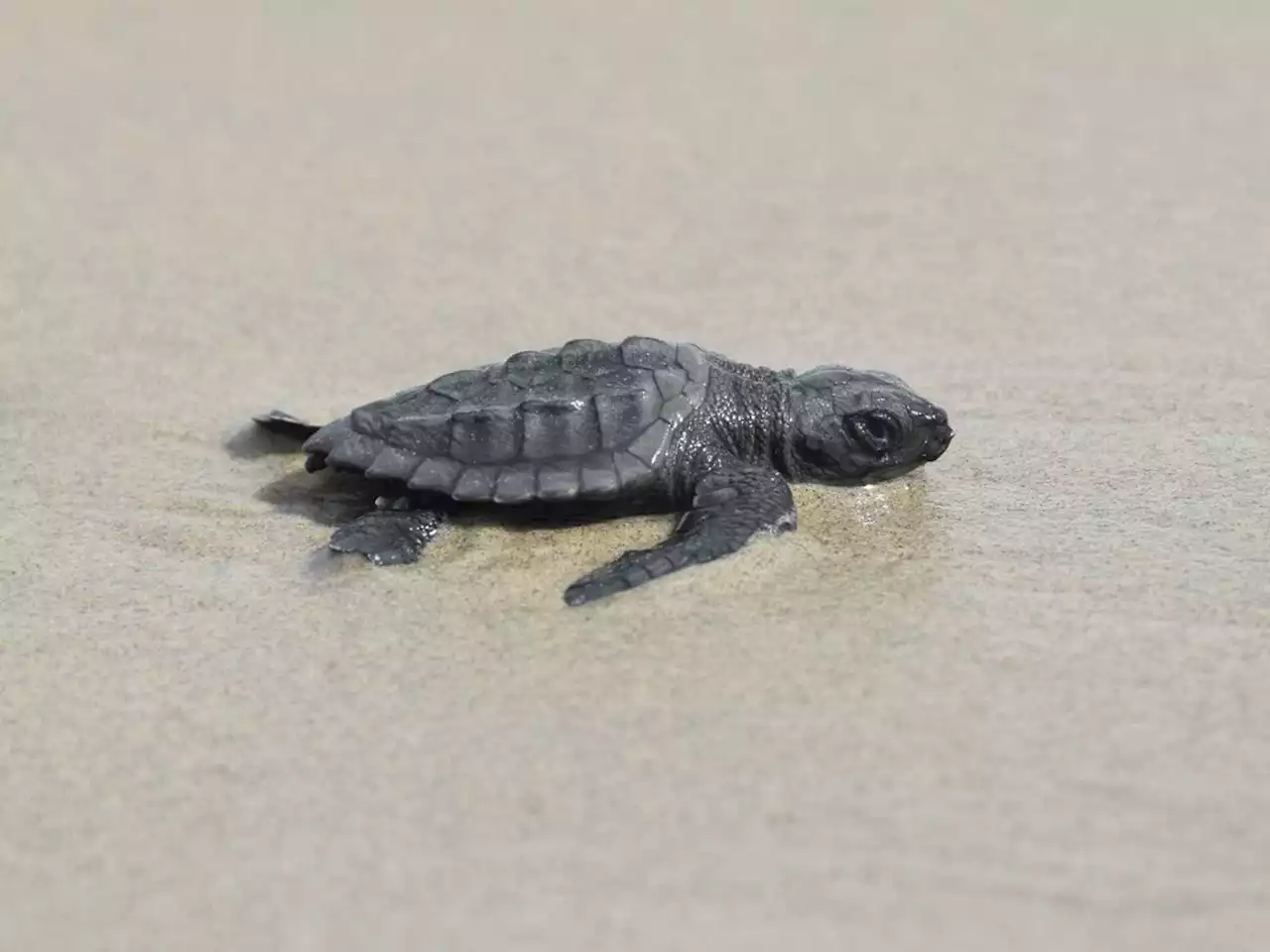 After 75 years, an extremely rare sea turtle returns to Louisiana