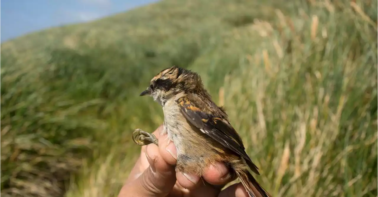 Scientists find new bird species at South America's edge