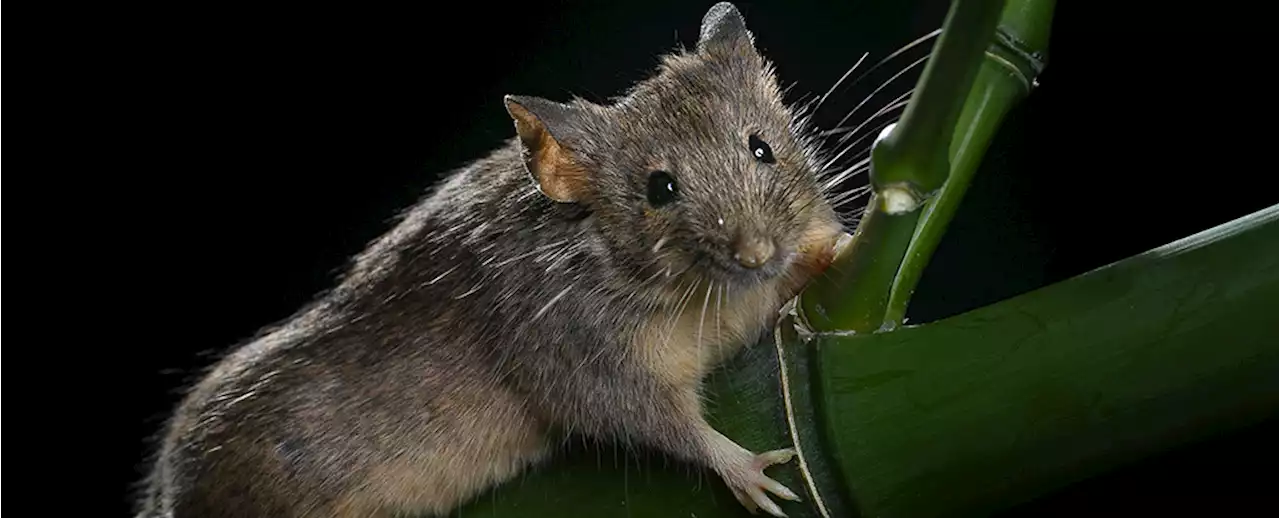 Scientists Just Genetically Edited a Million Years of Evolution Into Mouse DNA