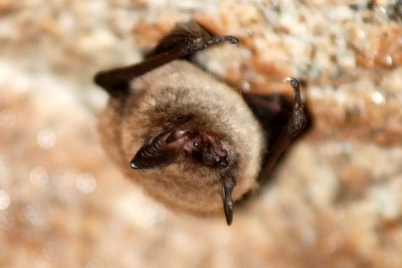 New funds allow Wahnapitae FN to monitor endangered bat species