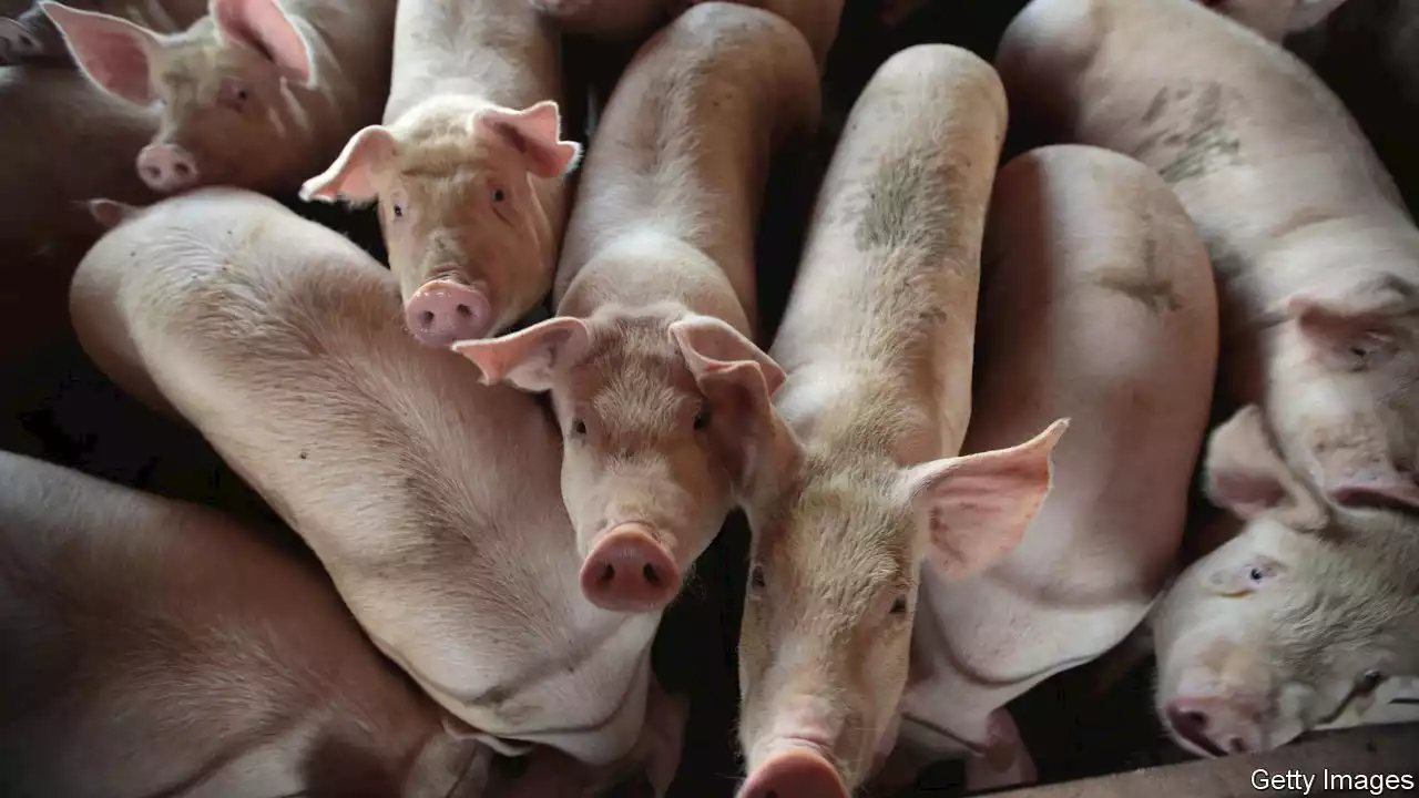 A push for more space for America’s farm animals is thwarted