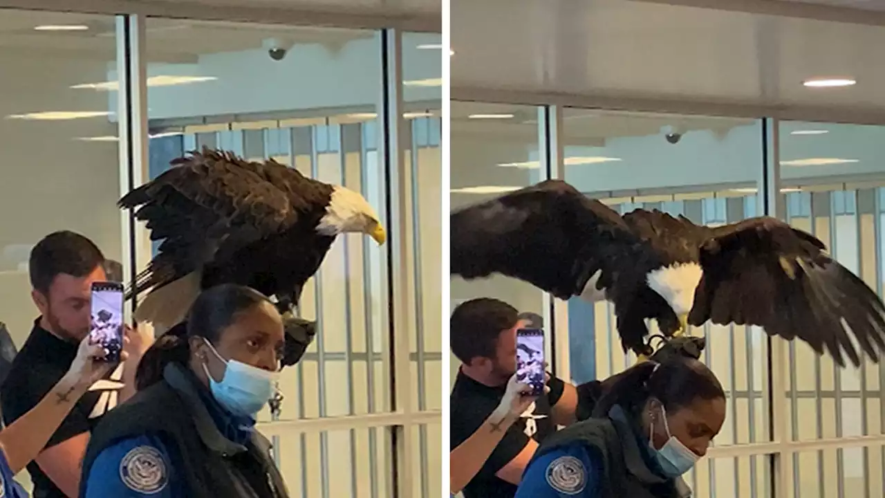 Bald Eagle Screened by TSA Before Taking Flight in North Carolina