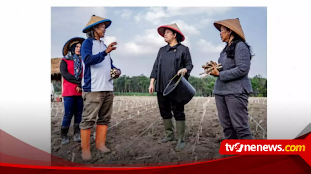 Di Tulang Bawang, Puan Maharani Ikut Tanam Singkong Bareng Petani