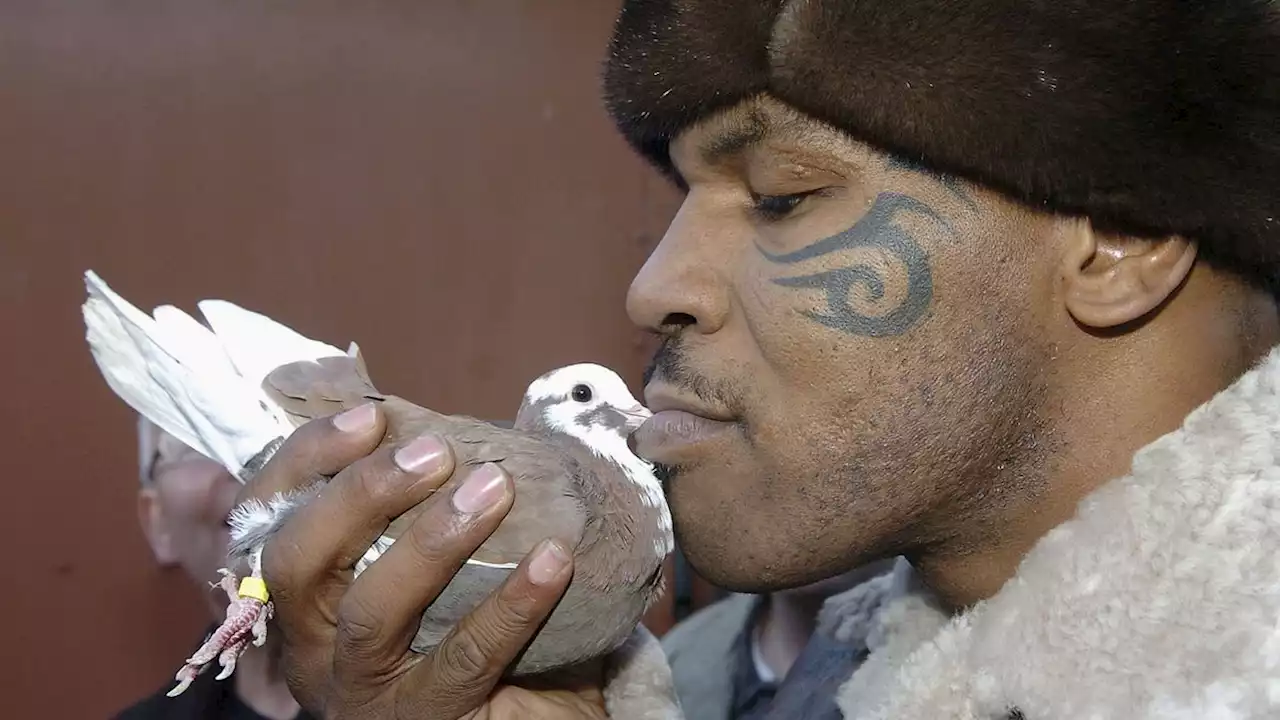 Mike Tyson show fact check: Did a beheaded pigeon really inspire him to start boxing?