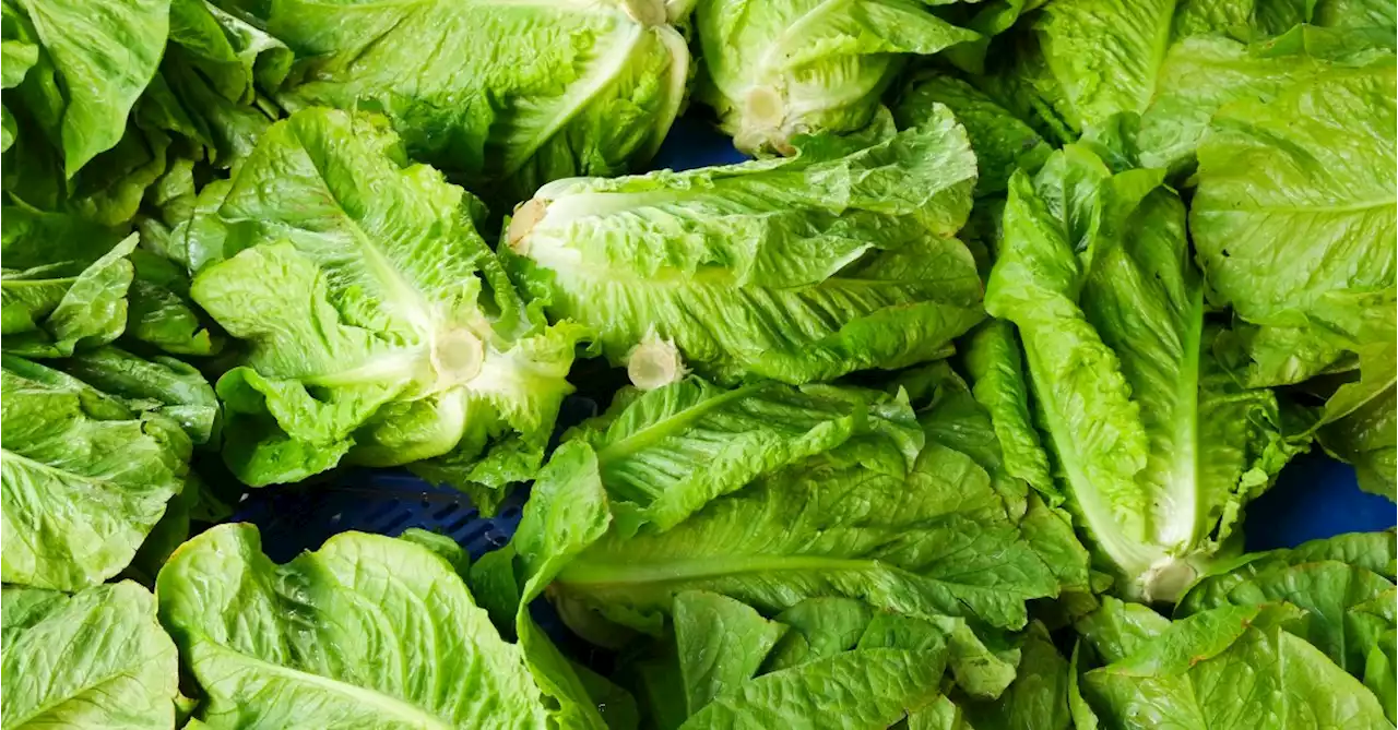 More Sick From E. Coli Outbreak Tied to Wendy's Restaurant Lettuce