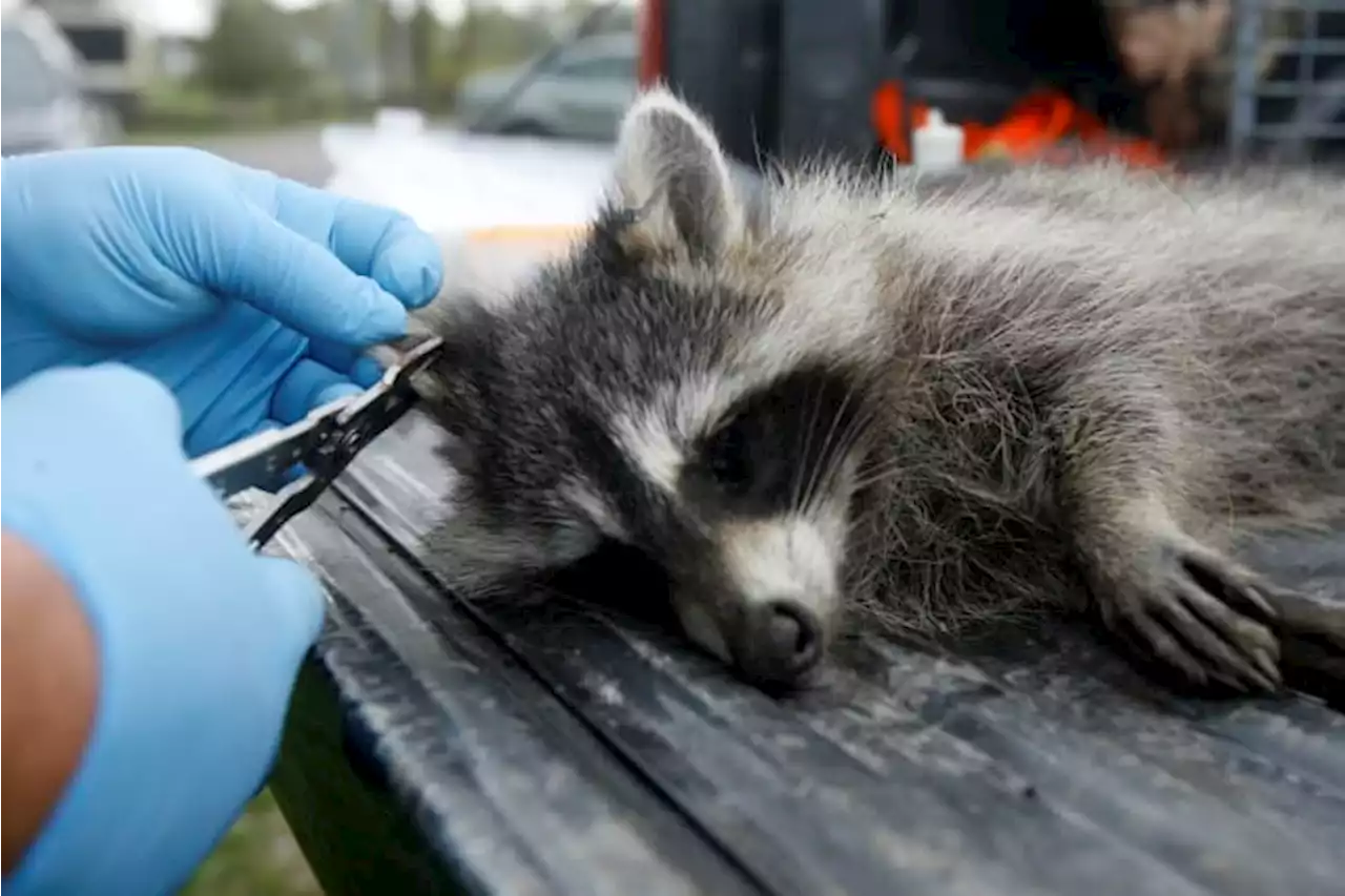 USDA scattering rabies vaccines for wildlife in 13 states