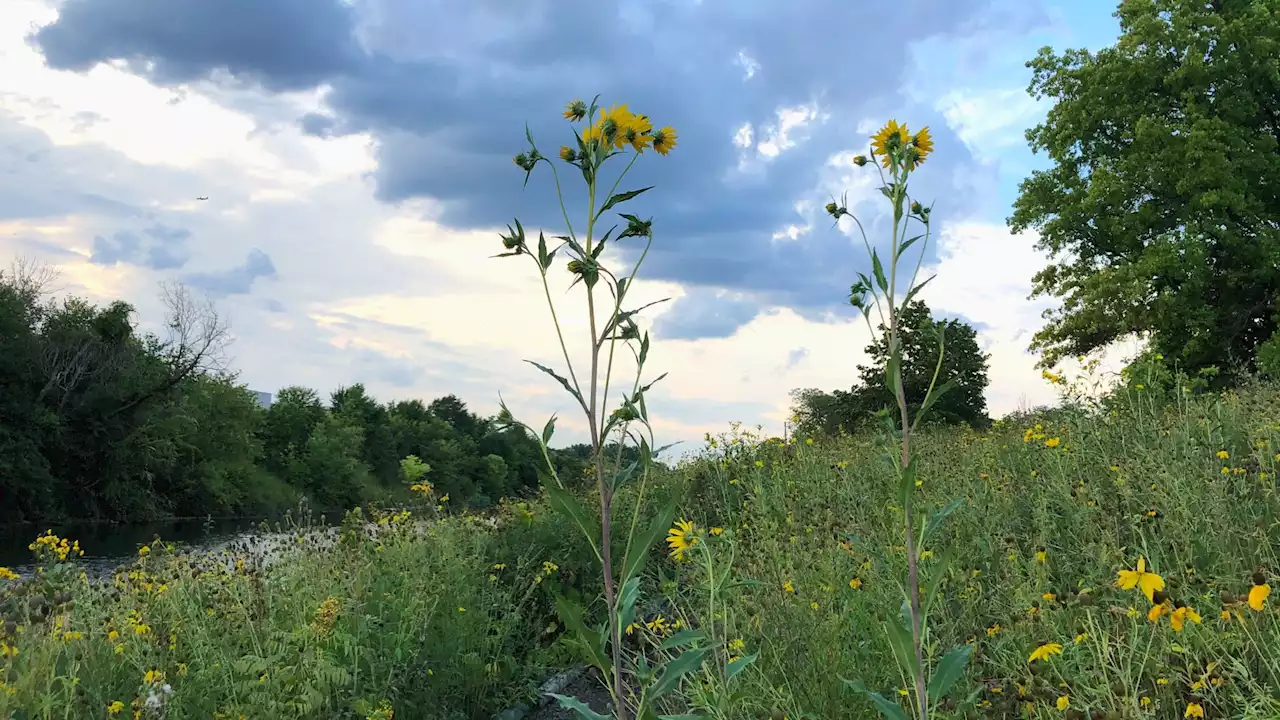 They Might Be Giants: These Towering Natives Are Late Summer Standouts