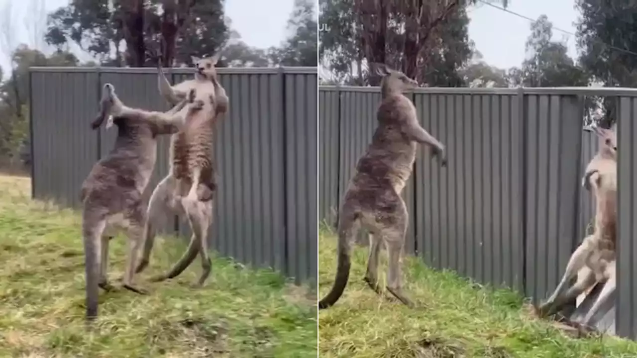 Video captures epic kangaroo battle at nature preserve in Australia