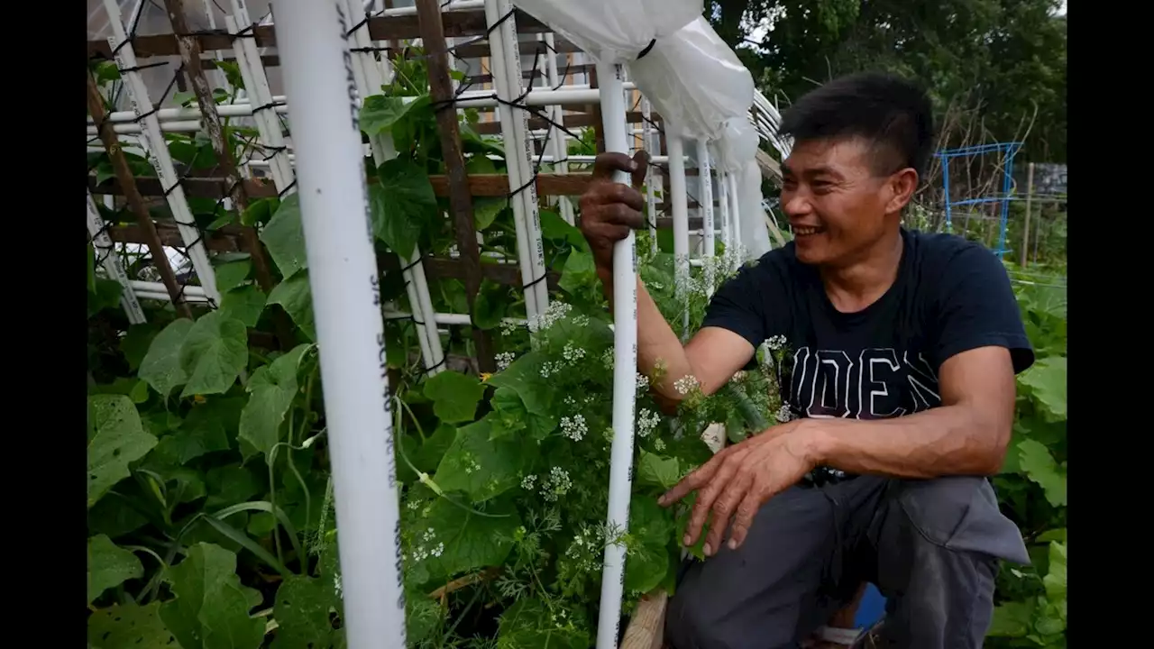 Global Garden helps refugees feel more at home in Chicago with food security, healing