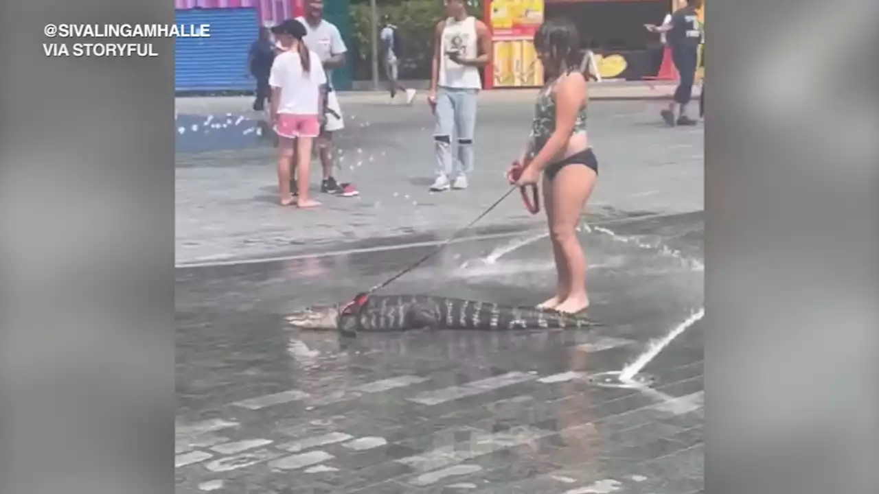 Emotional support alligator spotted cooling off in Philadelphia's Love Park