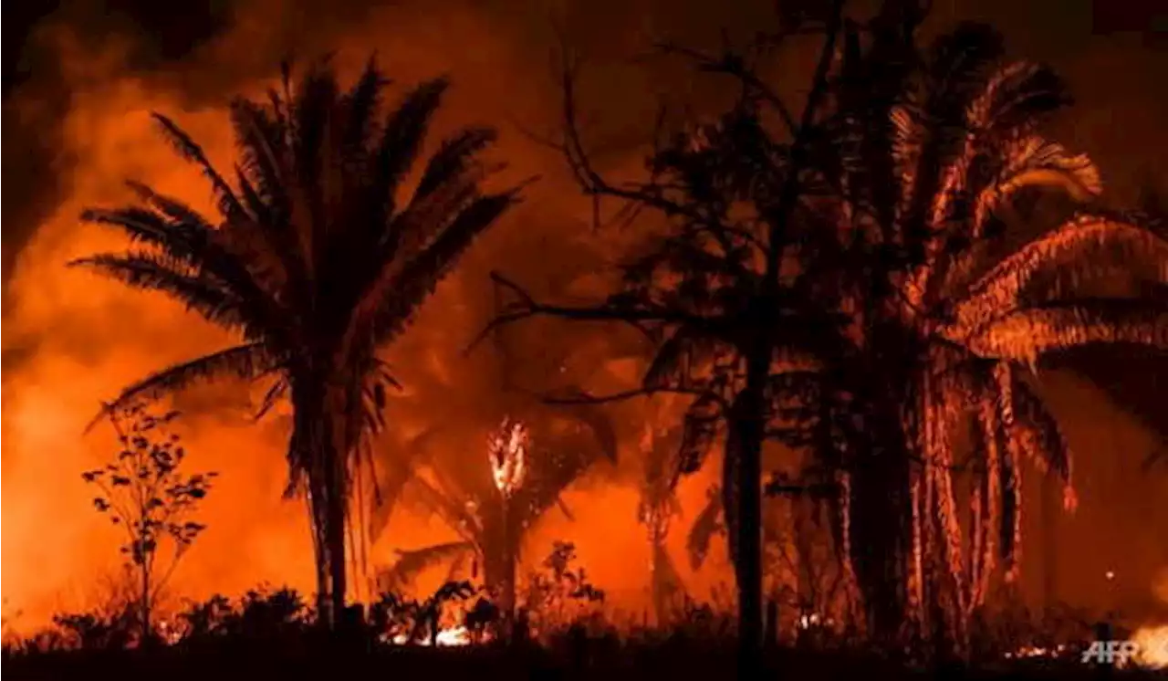 Brasil Catat Kebakaran Terburuk Hutan Amazon dalam 15 Tahun