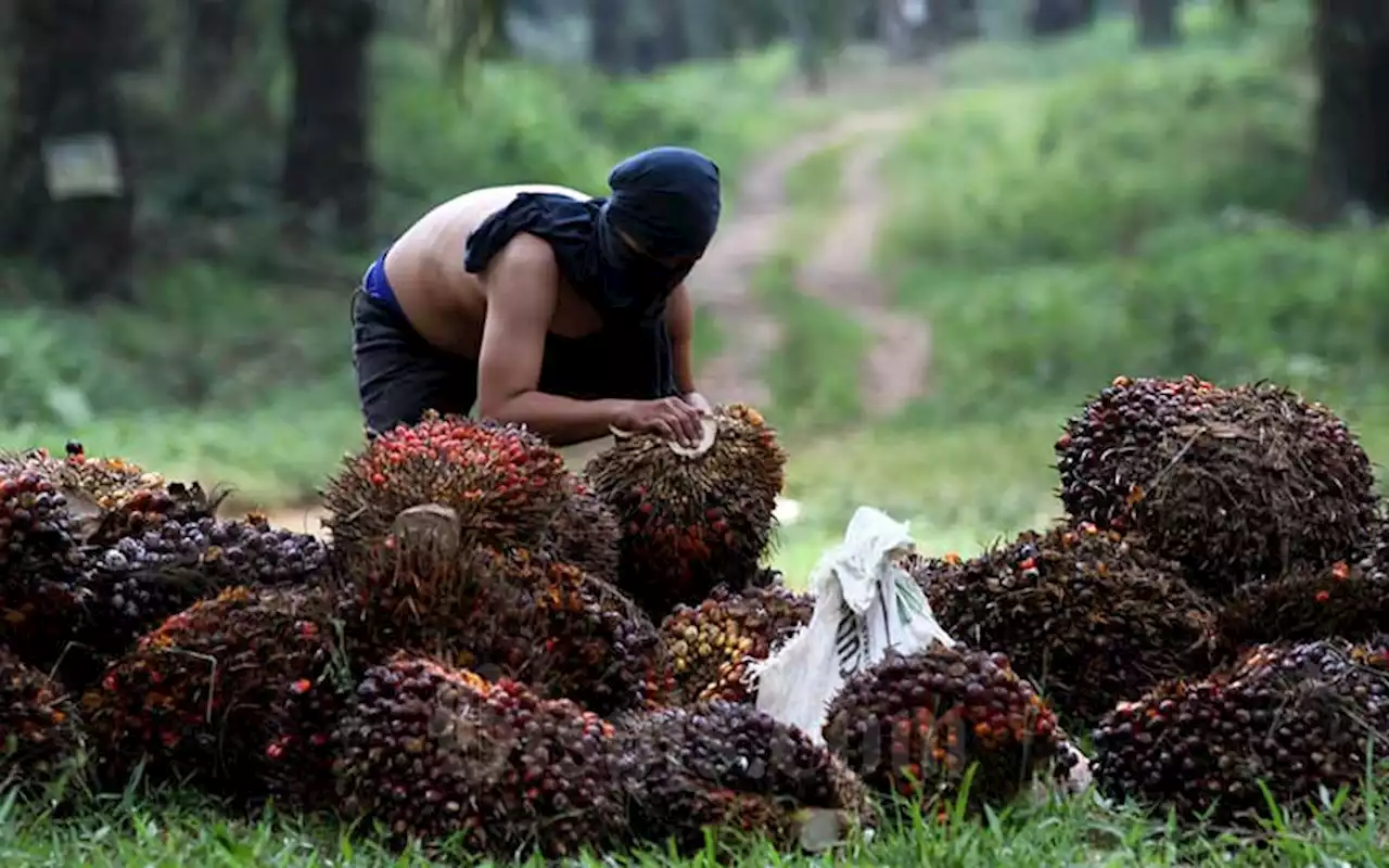 Ekspor Melemah, Harga CPO di Bursa Malaysia Turun Tipis Jadi RM 4.172/Ton