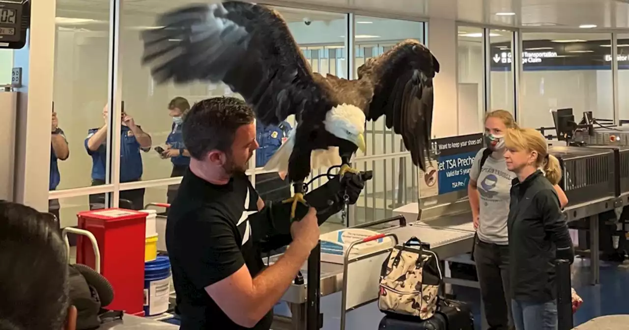 Bald eagle goes through TSA checkpoint at Charlotte airport