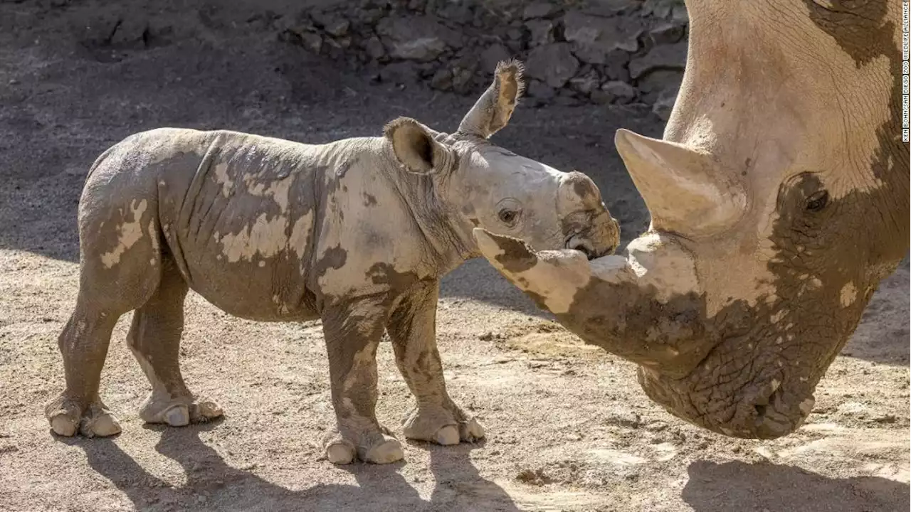 White rhino calf born at San Diego Zoo