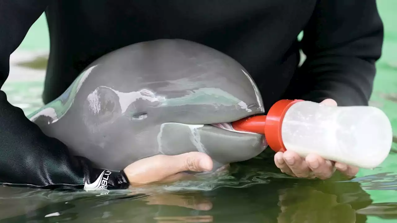 Rare type of dolphin calf found ill, improves with tube-fed milk, helping hands