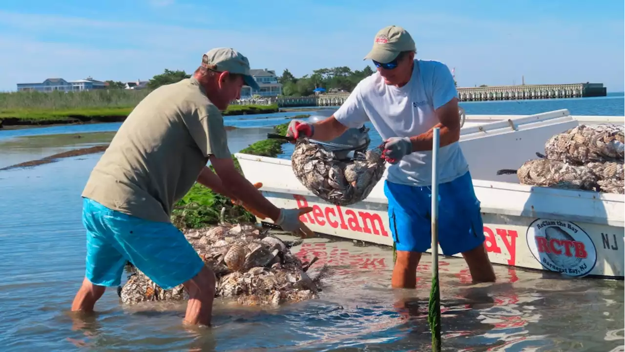 Tiny oysters play big role in stabilizing eroding shorelines