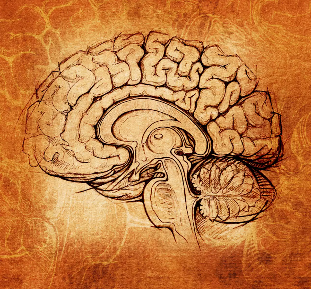 Has There Been a Decrease in Brain Size Among Modern Humans?