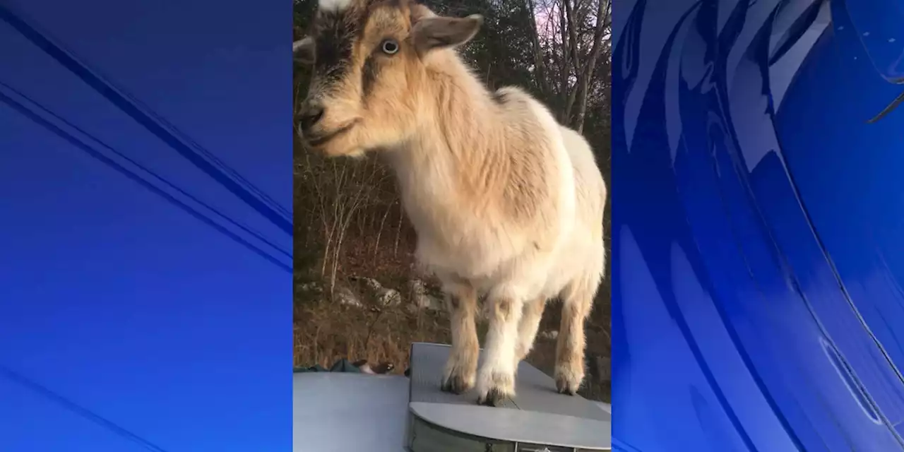 Deputy with Madison Co. Sheriff finds multiple goats in patrol car