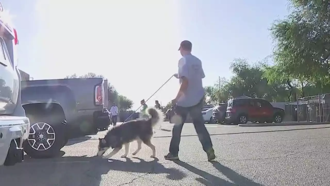 Volunteers come together to take Maricopa County shelter dogs on walks