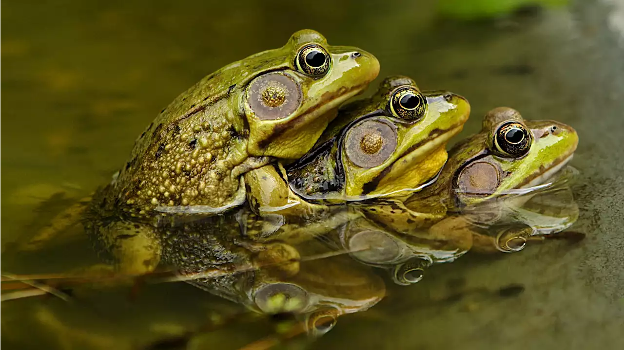 Too much sex killed ancient frogs found in mass grave